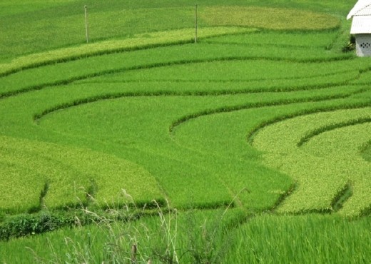 Rice fields form homestay, Sapa