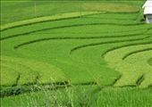 Rice fields form homestay, Sapa: by margotforrest, Views[160]
