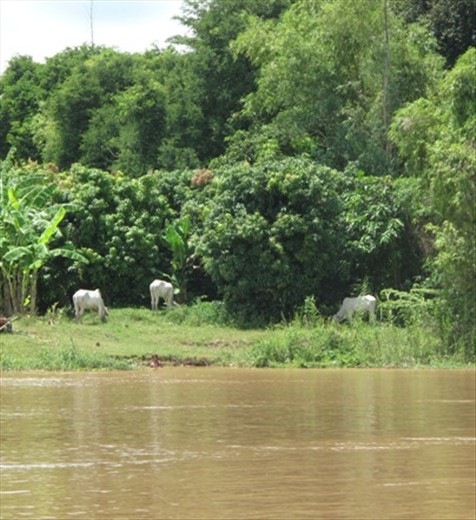 Cambodia countryside