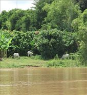 Cambodia countryside: by margotforrest, Views[145]