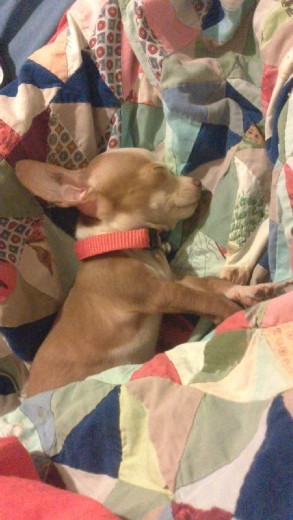 He was that little beautiful thing a few months ago. Meet Tokyo, my beloved Chihuahua.