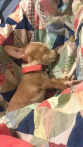 He was that little beautiful thing a few months ago. Meet Tokyo, my beloved Chihuahua.: by mariad-osa, Views[281]