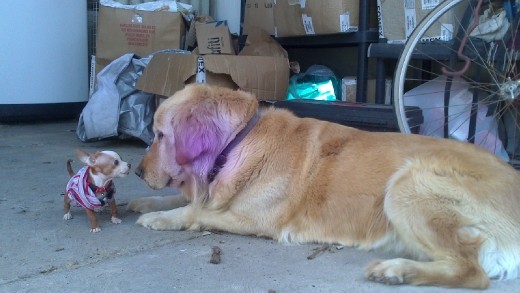 Tokyo and his big sister, Sandunga.