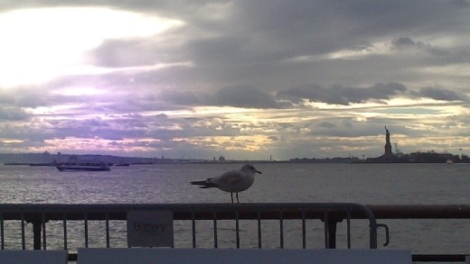 This seagul struck the pose.