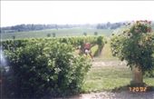 Wine lover, indeed.: by mariad-osa, Views[408]