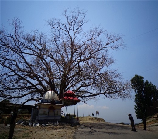 A gaint tree in a village ,on the way to dharamsala