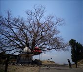 A gaint tree in a village ,on the way to dharamsala: by mariageorge, Views[187]
