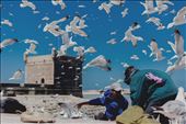 Fisherman fresh from sea in Essaouira : by mariellamelie, Views[217]