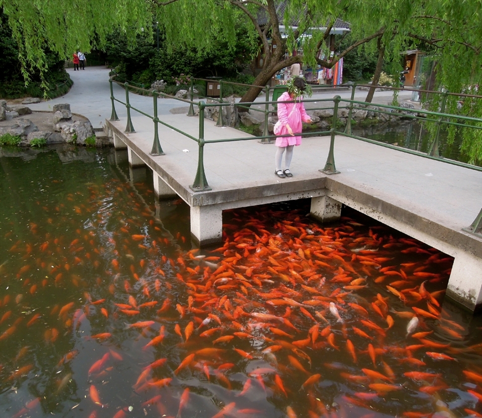 A young girl feeds a school of fish in a secluded park in Hangzhou, just a short walk from the busy downtown area. 