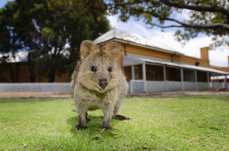 One of the major attractions for Island visitors is a loveable marsupial, the quokka. These animals where once common on the mainland but have been decimated by introduced species such as the fox and domestic cat. The Island boasts a thriving quokka population as these predators have been eradicated.