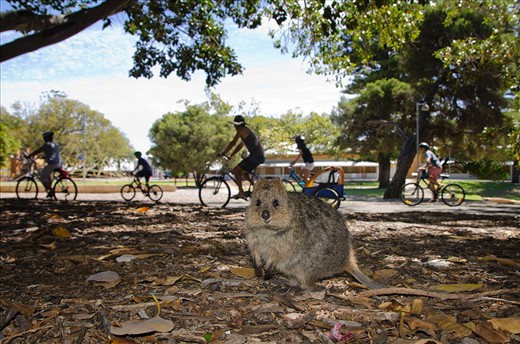 The use of motor vehicles on the Island is kept to a minimum. Visitors are encouraged to use bicycles for transportation.  This makes for a safer environment for both Island visitors and the quokkas.