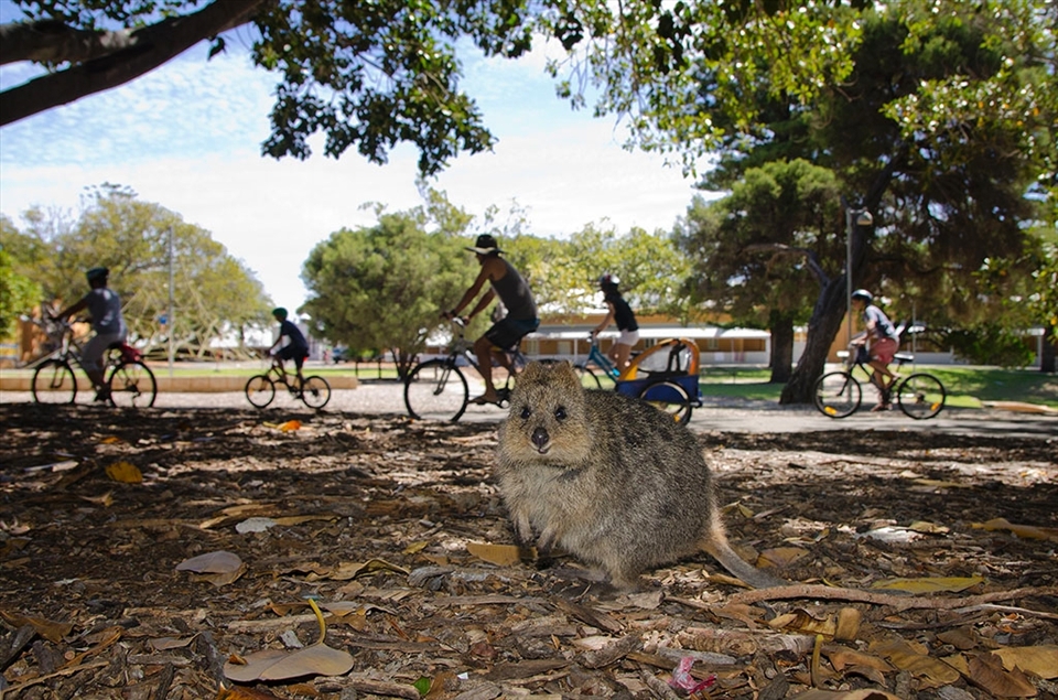 The use of motor vehicles on the Island is kept to a minimum. Visitors are encouraged to use bicycles for transportation.  This makes for a safer environment for both Island visitors and the quokkas.