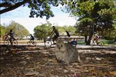 The use of motor vehicles on the Island is kept to a minimum. Visitors are encouraged to use bicycles for transportation.  This makes for a safer environment for both Island visitors and the quokkas.: by marillion38, Views[361]