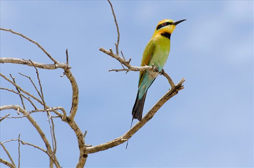 Outside of the tourist precinct quokkas are harder to find. Luckily there are other species to catch the eye such as the rainbow bee eater.  These migratory birds visit the Island around November and dig a burrow in the ground to lay their eggs. This male is on the lookout for predators.