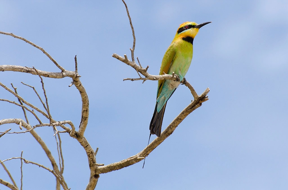 Outside of the tourist precinct quokkas are harder to find. Luckily there are other species to catch the eye such as the rainbow bee eater.  These migratory birds visit the Island around November and dig a burrow in the ground to lay their eggs. This male is on the lookout for predators.