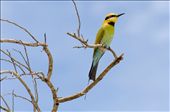 Outside of the tourist precinct quokkas are harder to find. Luckily there are other species to catch the eye such as the rainbow bee eater.  These migratory birds visit the Island around November and dig a burrow in the ground to lay their eggs. This male is on the lookout for predators.: by marillion38, Views[543]