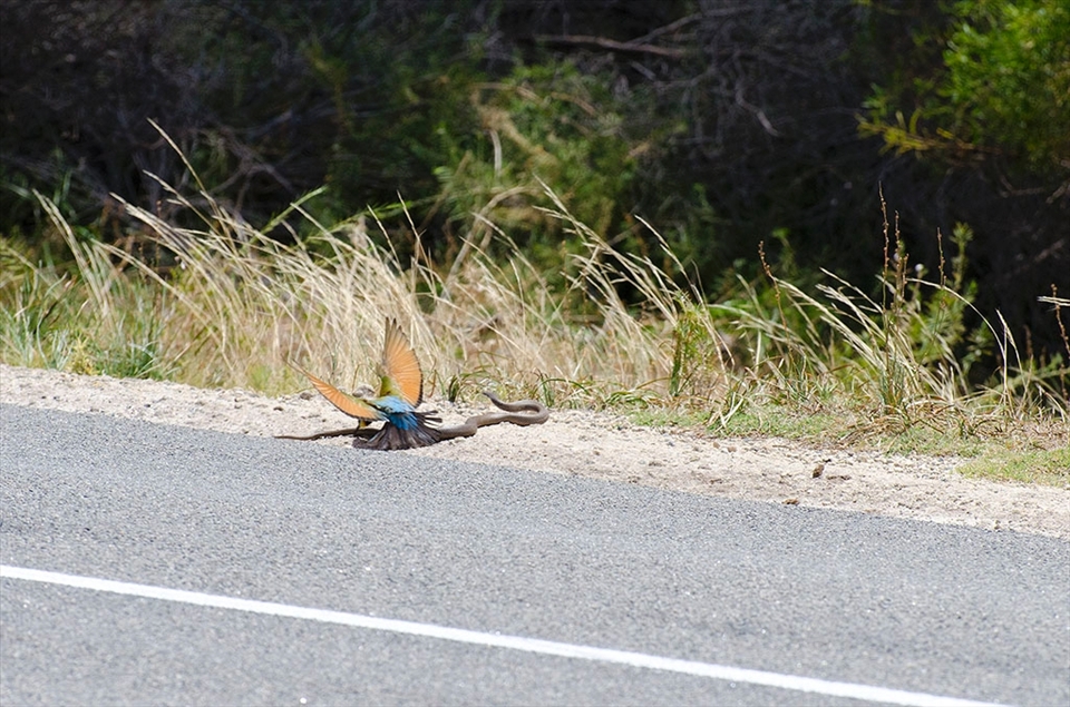The rainbow bee eater spots a venomous dugite on the road verge. Without hesitation the bird attacks the snake forcing the dugite to retreat into the safety of the long grass.