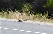The rainbow bee eater spots a venomous dugite on the road verge. Without hesitation the bird attacks the snake forcing the dugite to retreat into the safety of the long grass.: by marillion38, Views[2540]
