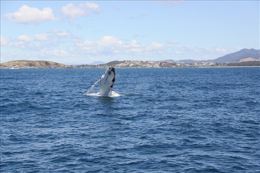 In 2009, during the Labour Day long weekend, my girlfriend and I had our first trip to Coffs Harbour. I knew about the migration of humpback whales along the Eastern Australian Current, and Coffs Harbour is a good place for whale watching. Having watched many documentaries, I know that humpback whales occasionally display their breaching behaviour.

So one of the things I have set out to do was to capture at least one photo of a full breach. Obviously these are wild animals, and with wildlife photography, you will need immense patience and a bit of luck.

We set out of the harbour early in the morning, and throughout the most of the trip, all I saw were the backs and tails of humpback whales. Not a single breach was seen. As we were heading back to the wharf, I was packing my camera gears away, suddenly, a mother humpback whale and her calf surfaced near our cruise. I quickly took my camera gears out and capture the calf doing a full breach, belly-flop style.