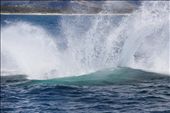 As the mother humpback whale dived back into the sea, the incredibly loud noise and the enormous amount of splashes made, gave me a physical sense of the sheer immensity of their size and weight. This happened so close to our cruise, it was almost as if I could reach out for the splashes with my hand.: by marinemammals, Views[281]