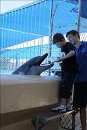 After our whale watching cruise, we went to a place called Pet Porpoise Pool to have another close encounter with a different type of marine mammal. In the show, one kid from the audience was given the task of brushing one of the dolphins’ mouths. Not only I could see the happiness on the kid’s face, I could also see the concentration in his eyes. He really was trying to give the dolphin a good brush of its mouth.: by marinemammals, Views[282]