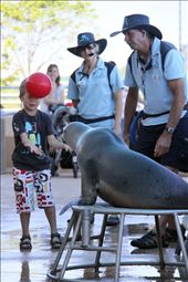 Another kid from the audience was picked to play ball with an Australian sea lion named Cindy. Cindy is one of the show’s main attractions, she is a fast learner, highly intelligent, and had appeared in many TV commercial (2009, Lotto TV commercial).

It started off with the kid throwing the ball towards Cindy, while Cindy will use her nose to tap on the ball to pass it back to the kid. Perhaps Cindy was tapping a bit too quickly for the kid to react, and the ball ended up hitting on the kid’s head. You could see the kid’s hands were out, expecting to catch the ball, but only to get hit on the head instead. It was hilarious to watch and everyone from the audience had a good laugh.: by marinemammals, Views[332]