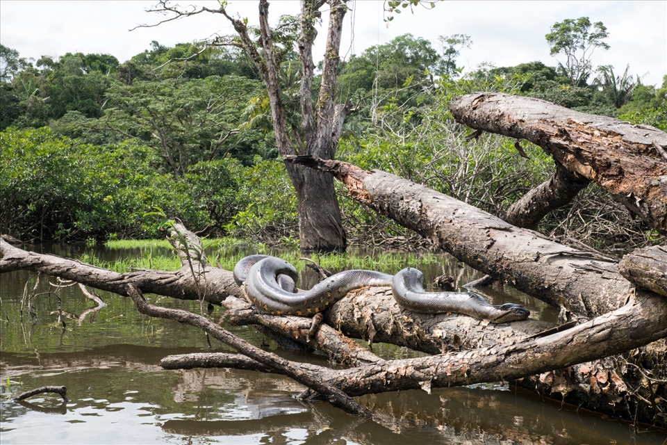 An anaconda is basking in the sun.