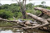 An anaconda is basking in the sun.: by mariossavva, Views[488]