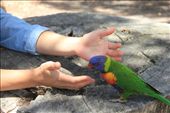 A life stunning opportunity to touch a wild parrot: by mariya, Views[181]