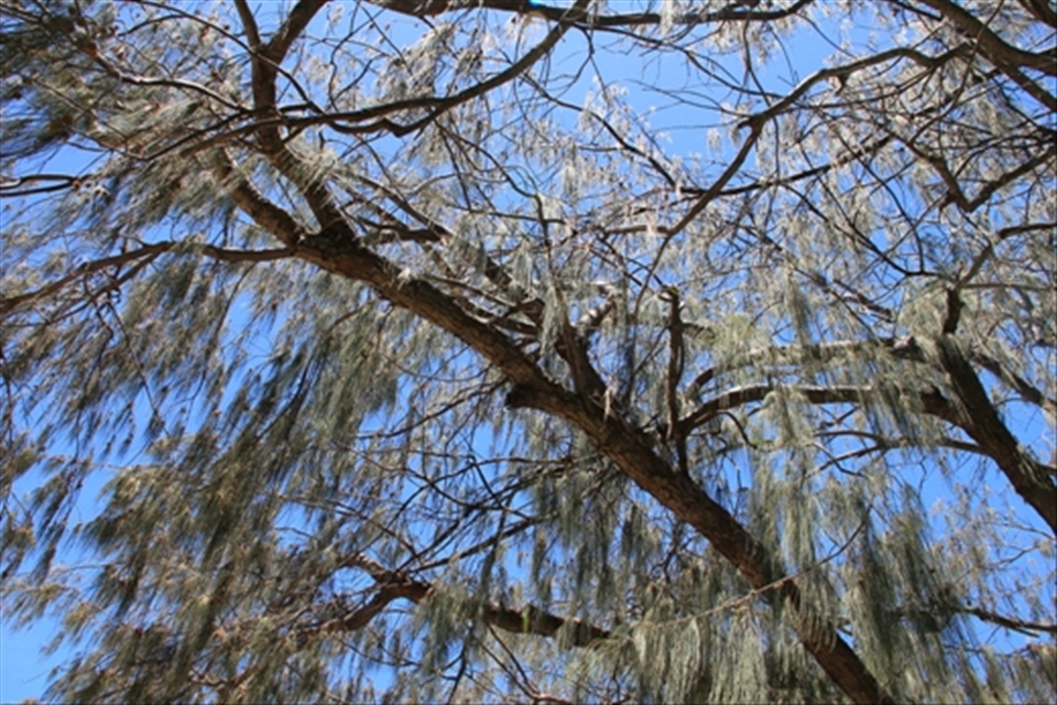 Rainy tree in a sunny day