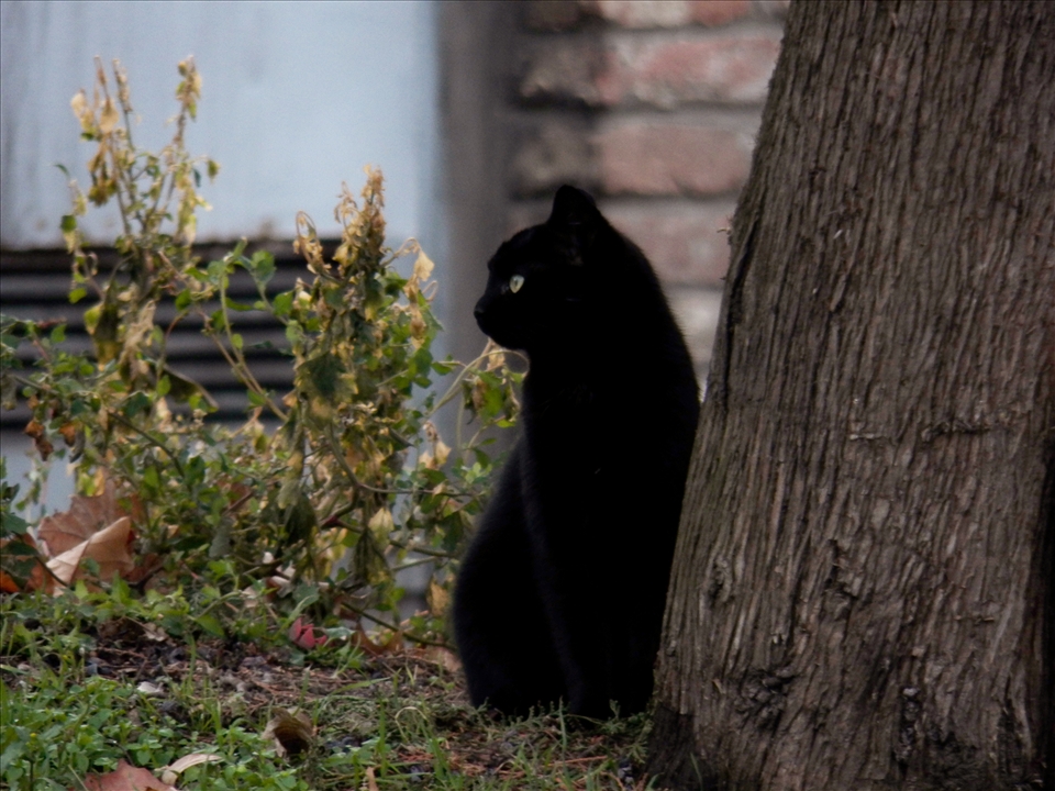 This lonely stray cat looking for warm shelter and some food