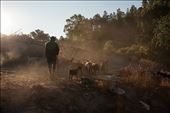 OWG Out with the goats - August,  the hottest month in Portugal, but some great light at sunrise.: by markoo, Views[585]