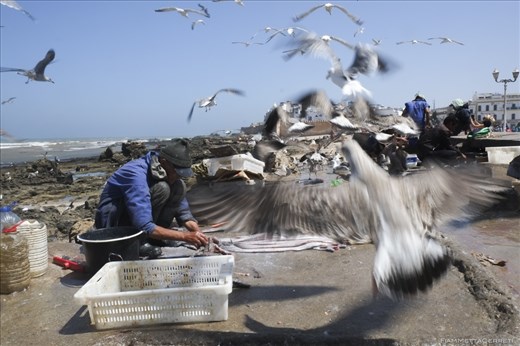 Essaouira's fish market