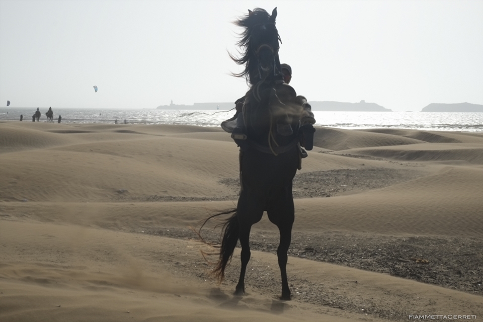 A joung bedouin man showing its horsemanship abilities on Essaouira's plages