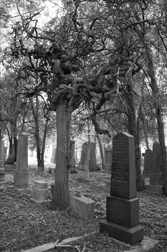 Walking around, you won’t find any new graves after 1938 – the year of the occupation and annexation of Austria into Nazi Germany.