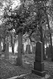 Walking around, you won’t find any new graves after 1938 – the year of the occupation and annexation of Austria into Nazi Germany.: by martaeng, Views[322]