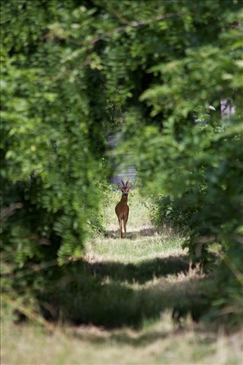 Today the Jewish cemetery is completely overgrown. In contrast to the Catholic part of the cemetery, there are hardly any visitors at the Jewish part. An own ecological system has developed. Here you can find deer, rabbits, pheasants and foxes.