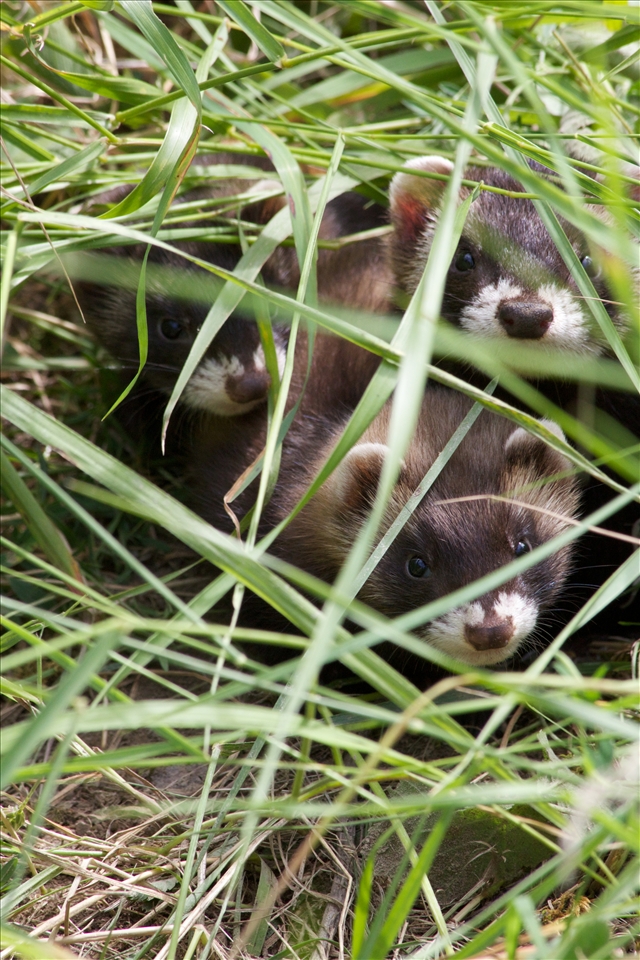 Under a gravestone, I found this little family of weasel. They were not very shy and just waiting for me to disappear.