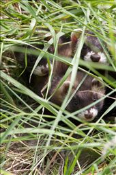 Under a gravestone, I found this little family of weasel. They were not very shy and just waiting for me to disappear.: by martaeng, Views[418]