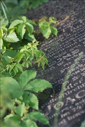 The members of this Jewish community were very often well-respected people, intellectuals or doctors.: by martaeng, Views[593]