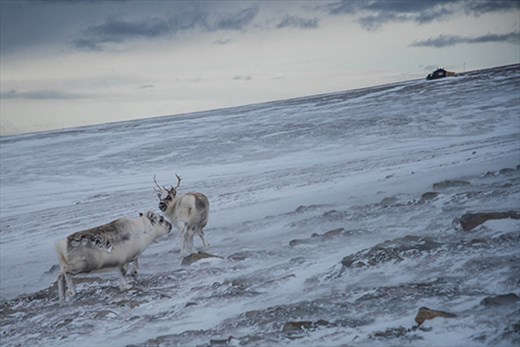 Reindeer in Adventdalen, Svalbard. Wildlife can enter the town to look for food.