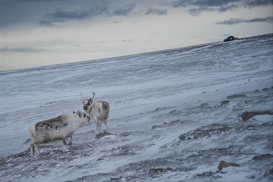 Reindeer in Adventdalen, Svalbard. Wildlife can enter the town to look for food.