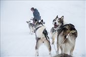 Dog sledding is a common means of transport during winter, Svalbard.: by martapascualjuanola, Views[603]