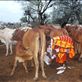 2.	Maa woman milk the cows early in the morning; daily. : by marthamutiso, Views[379]