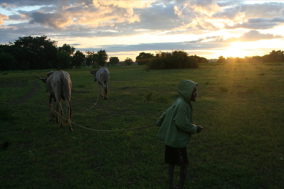 Toessè, Burkina Faso. A young shepherd going back home with his thin cows
