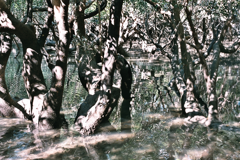 Trick of light in a mangrove bush
