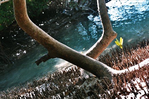Mangroves before high tide