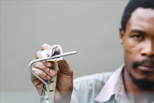 Dont blink! A snake handler at 