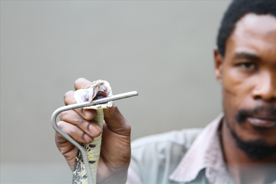 Dont blink! A snake handler at 