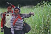 Two female sugar cane field workers returning home after a hard days work.: by martinvr101, Views[236]